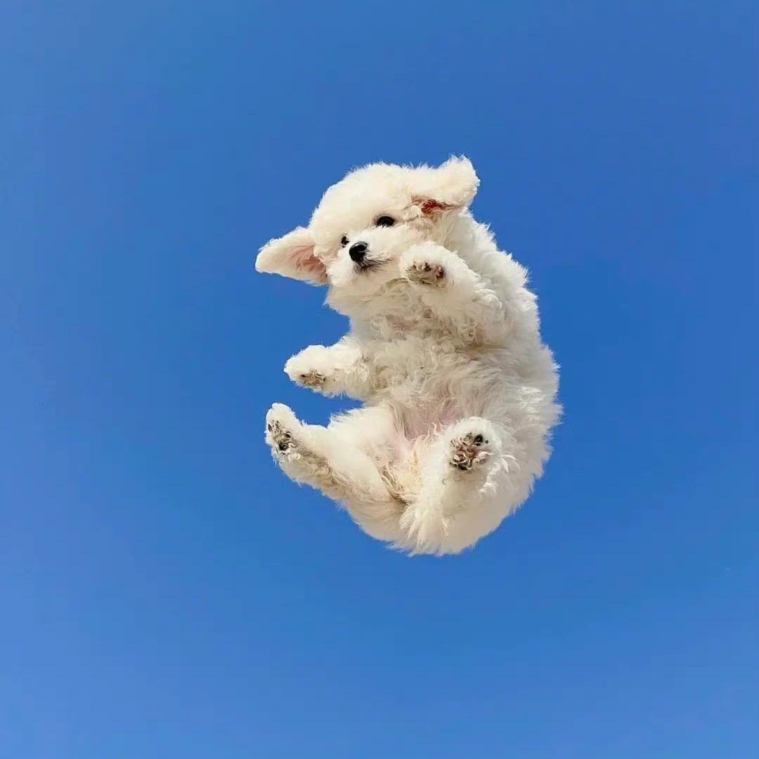 蟹黄小笼包✨