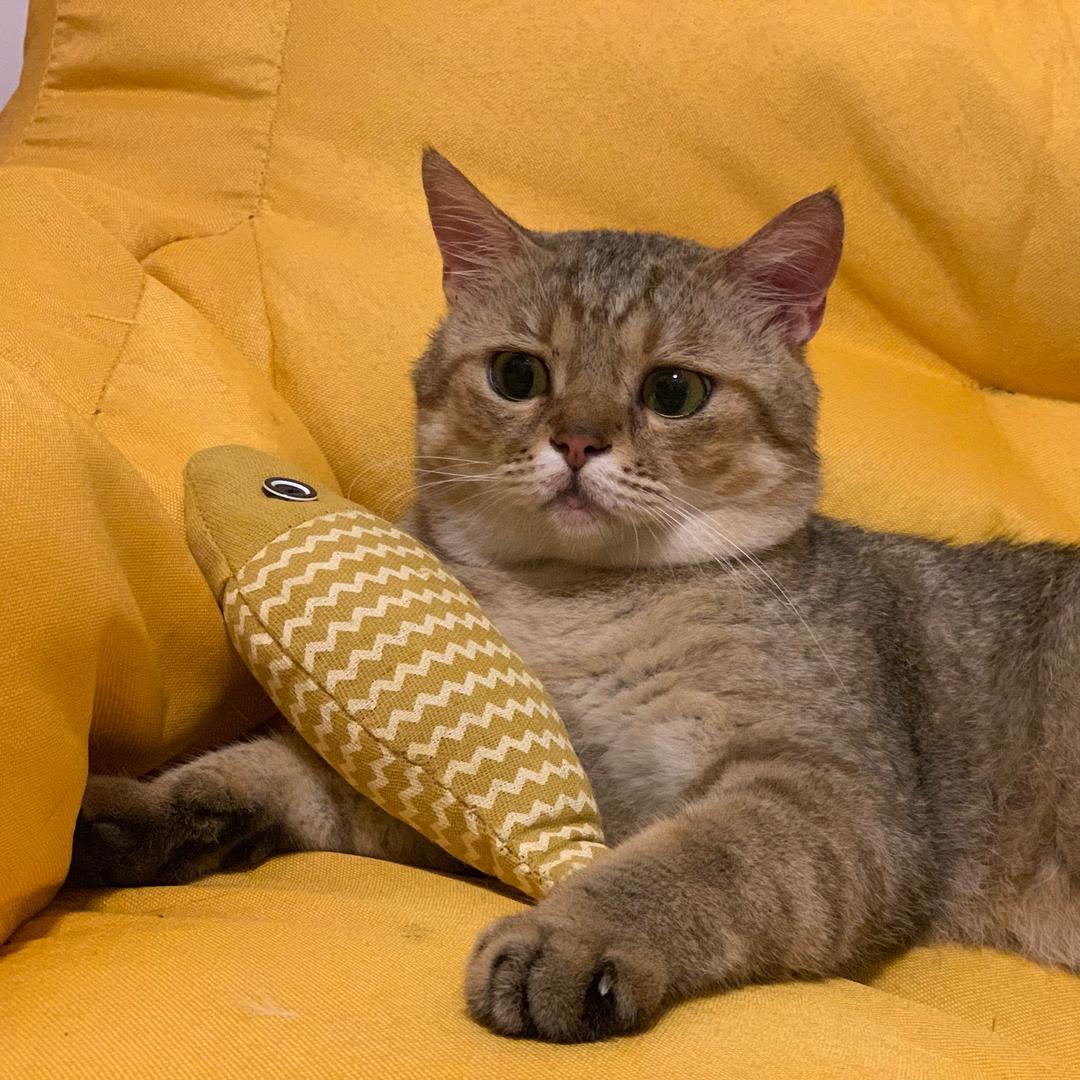 得福是只挑食狸花🐱