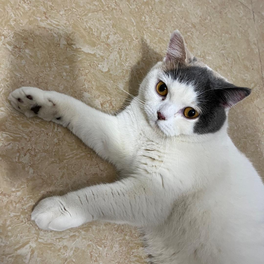 🇮🇹Laminam·岩板🎓