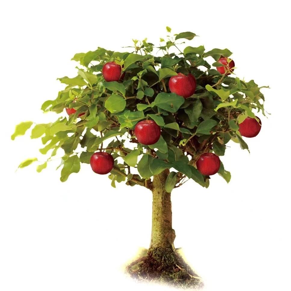 果益寿星空花卉果树苗木专卖店