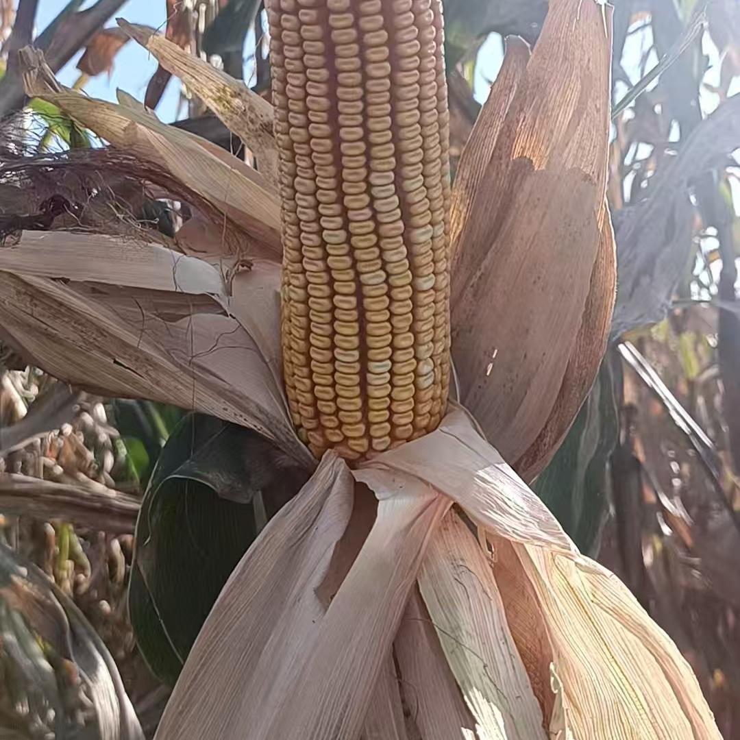 山西土特产盛农甄选阁