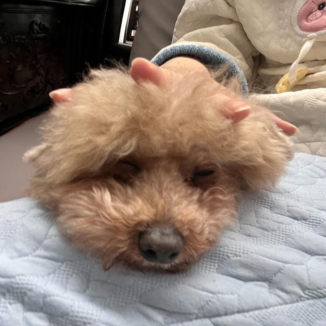 你是🐷嘛