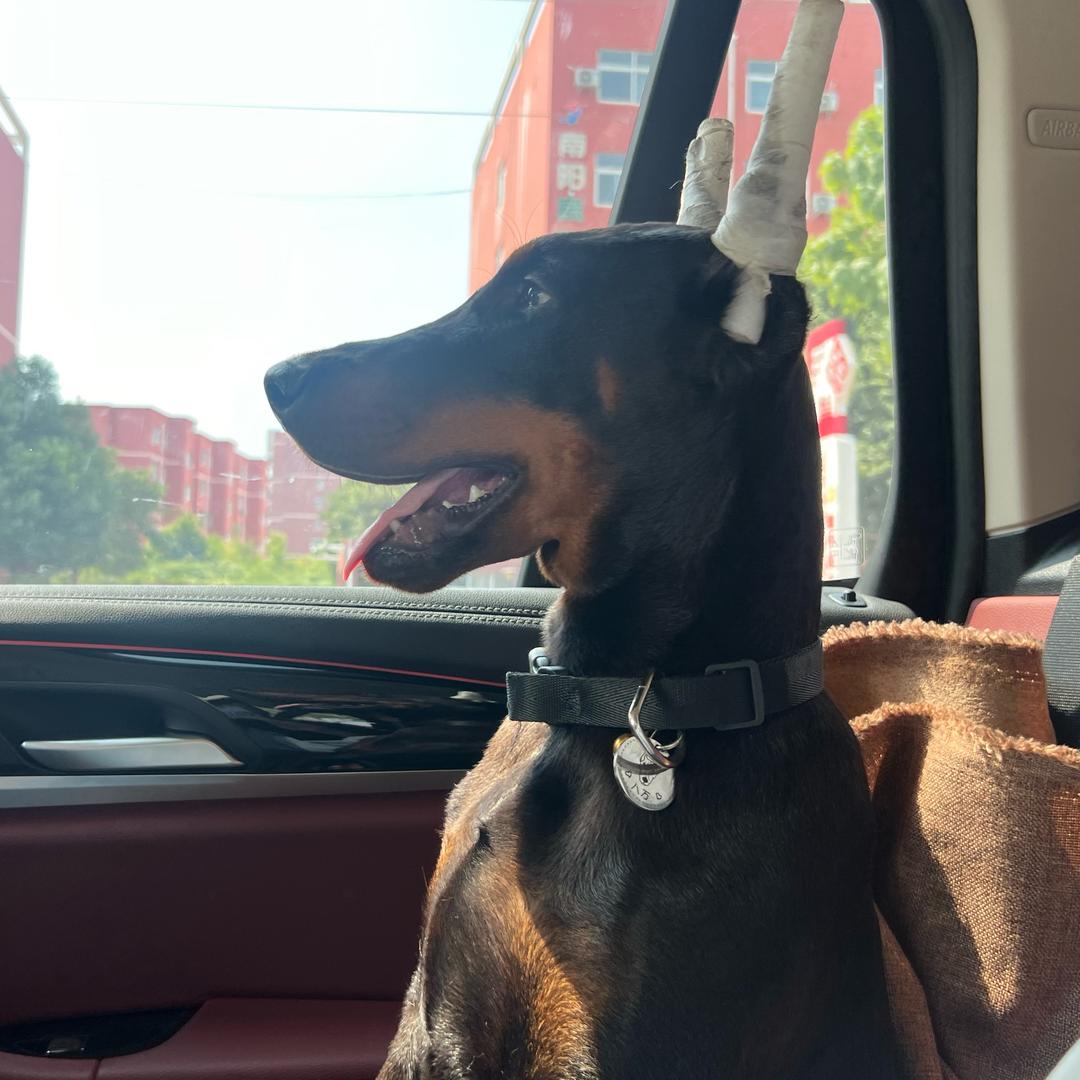 杜宾八万🐕‍🦺