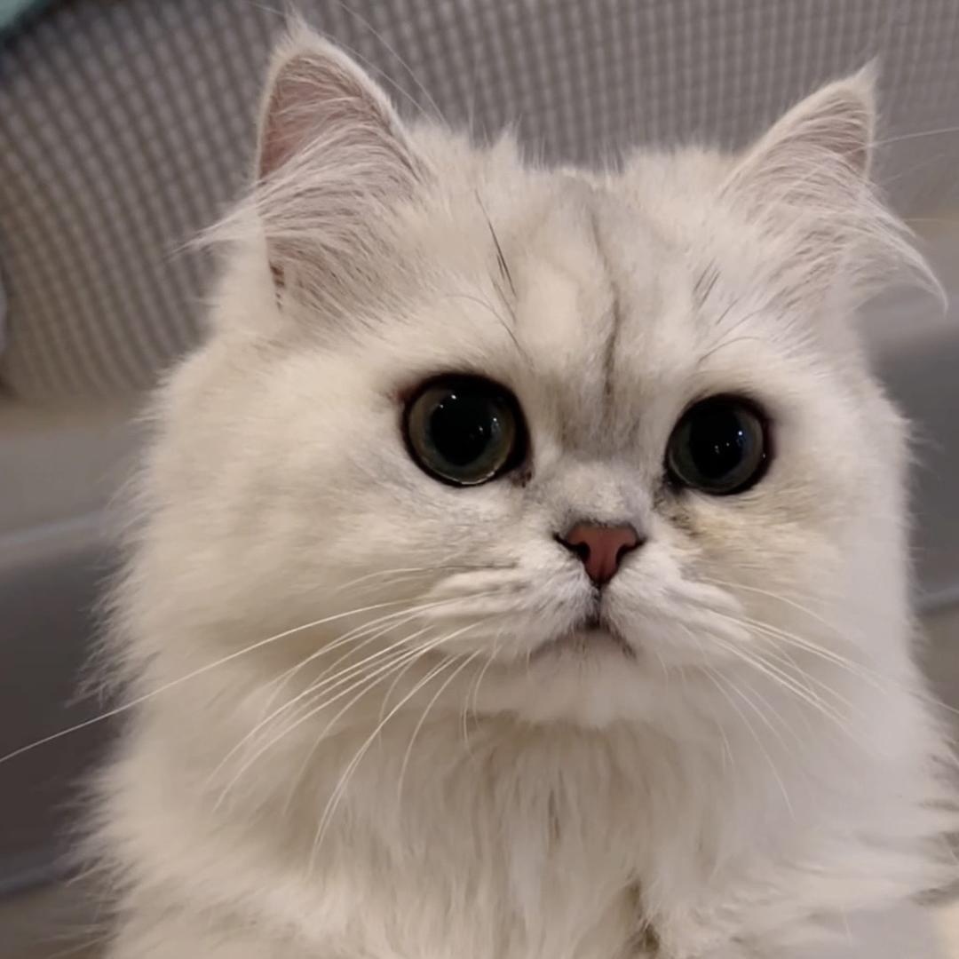 哈喽 小猫咪.