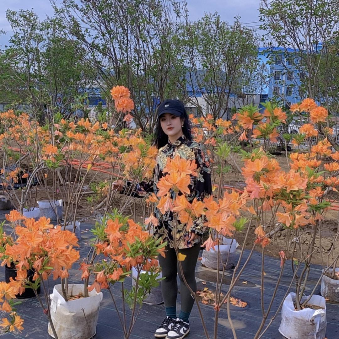 迎春的花园