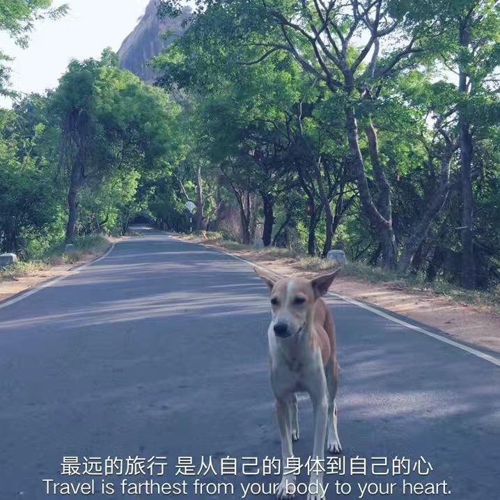 柒豆豆