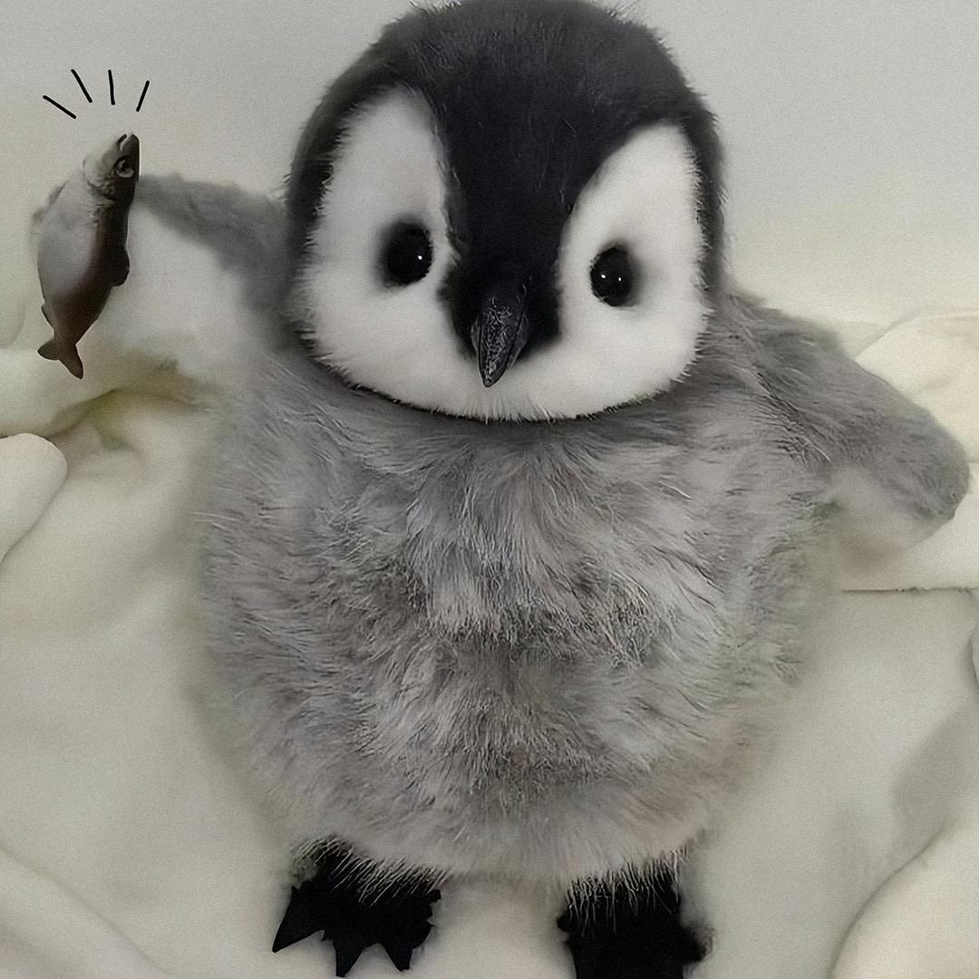 小企鹅