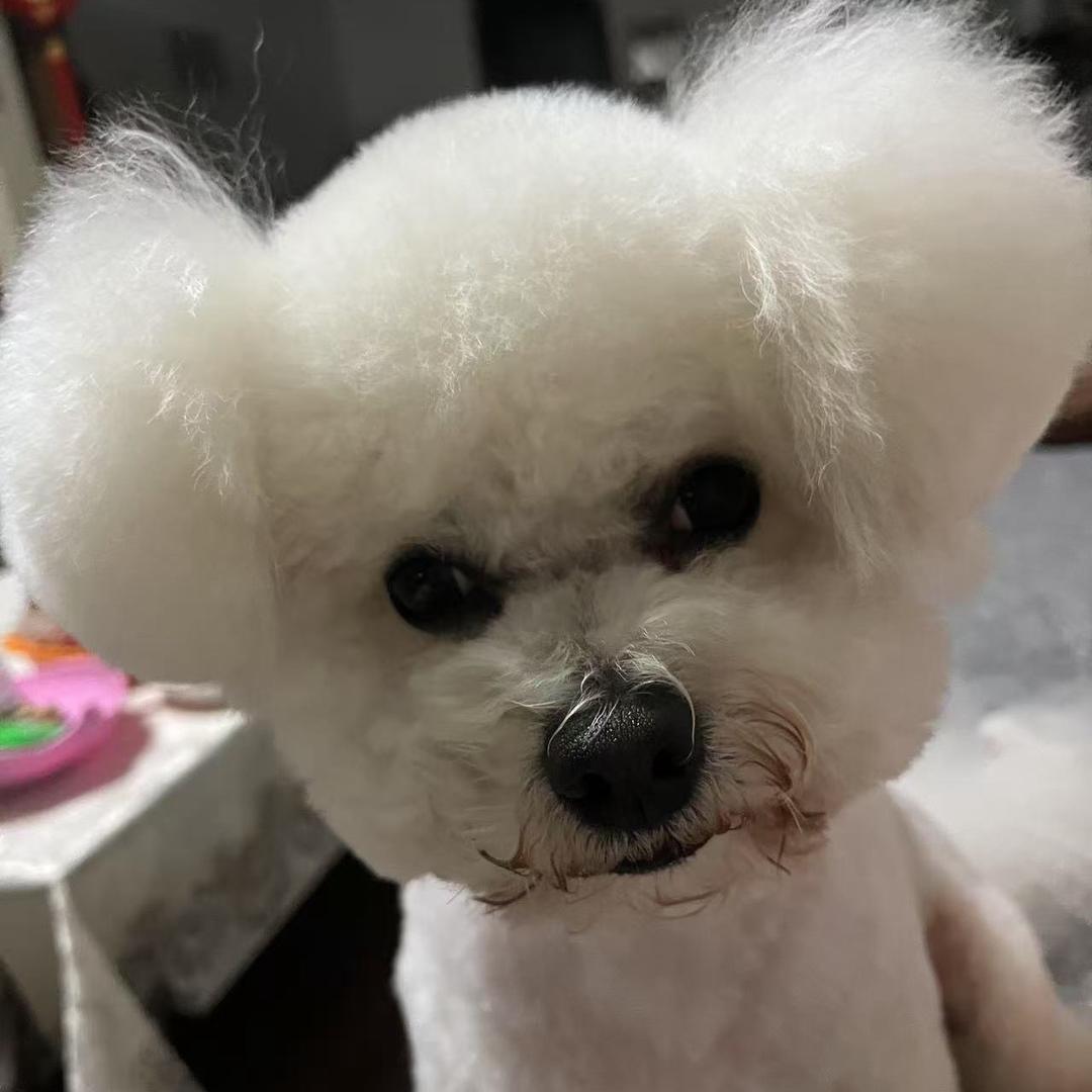 比熊球球