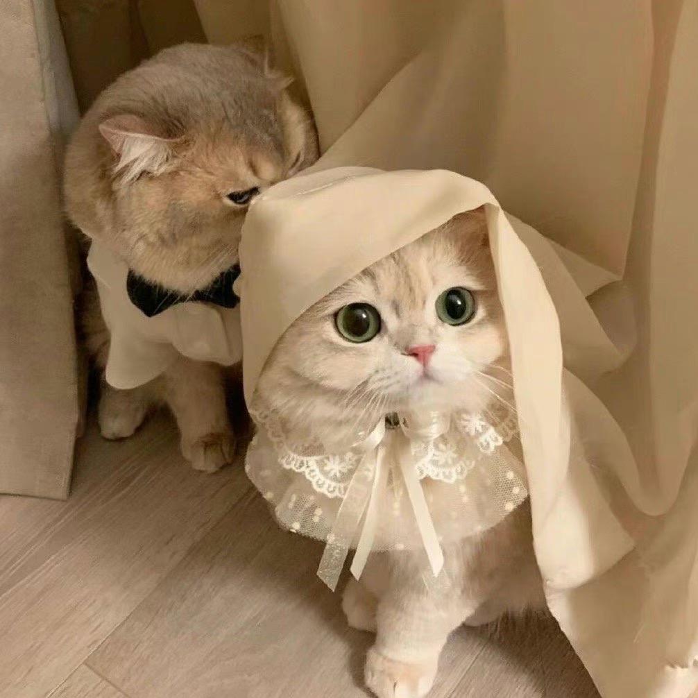眠眠熊ʕ ◕ᴥ< ʔ
