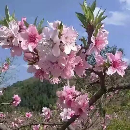 💫💯粤L壹歌💯💫头像