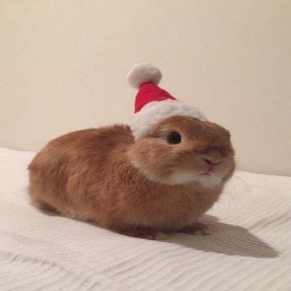 ᵔ ᵔ