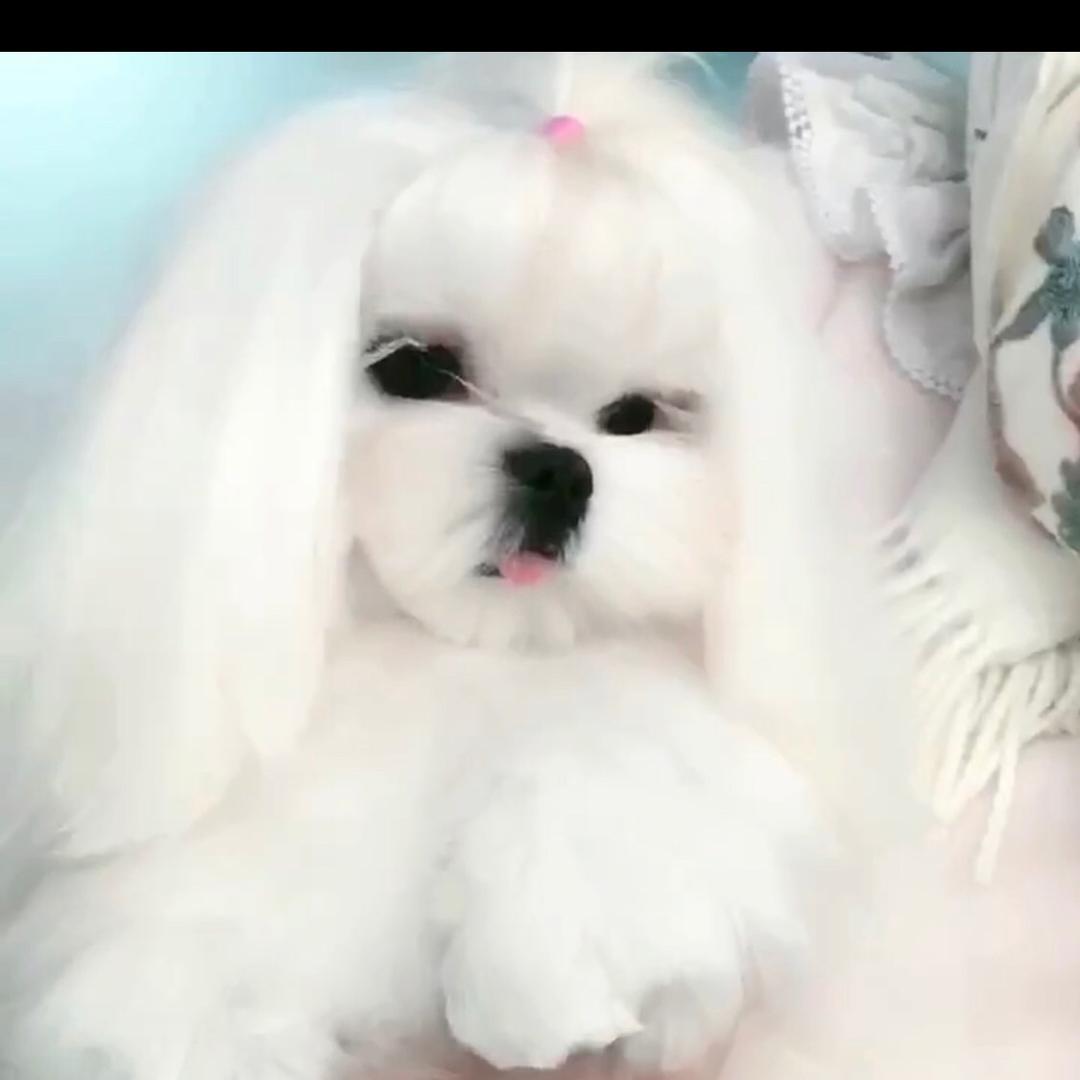 峰哥专业繁育马尔济斯约克夏