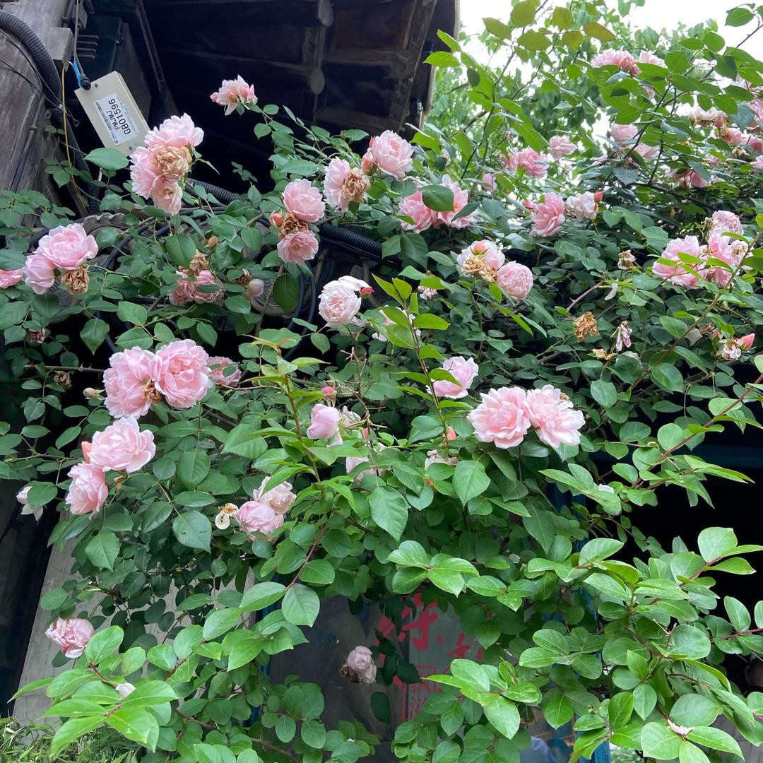 看花非花