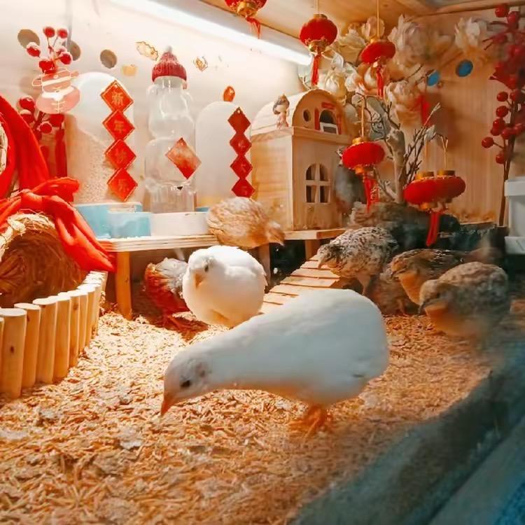 布丁家的芦丁鸡