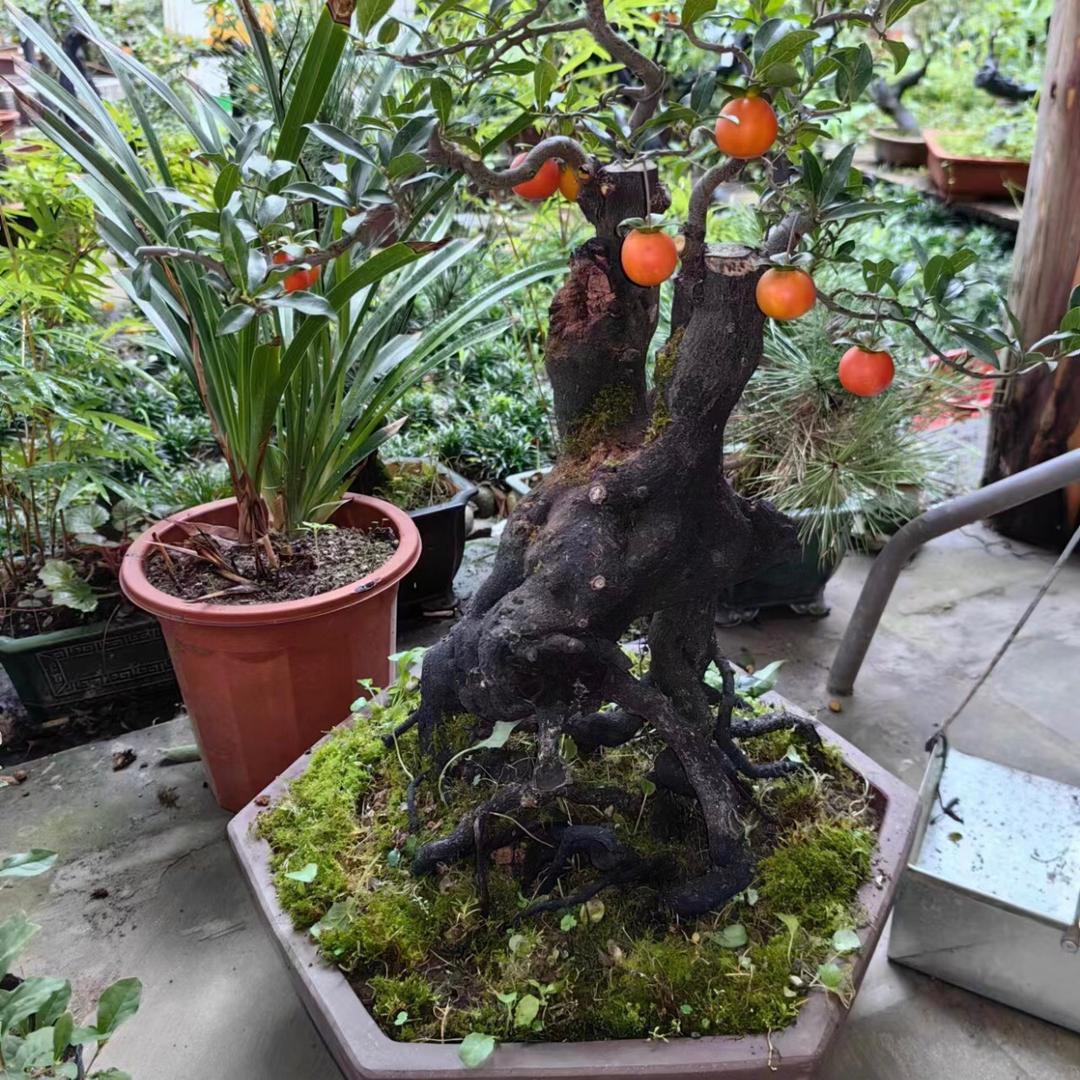 🌿以后在说