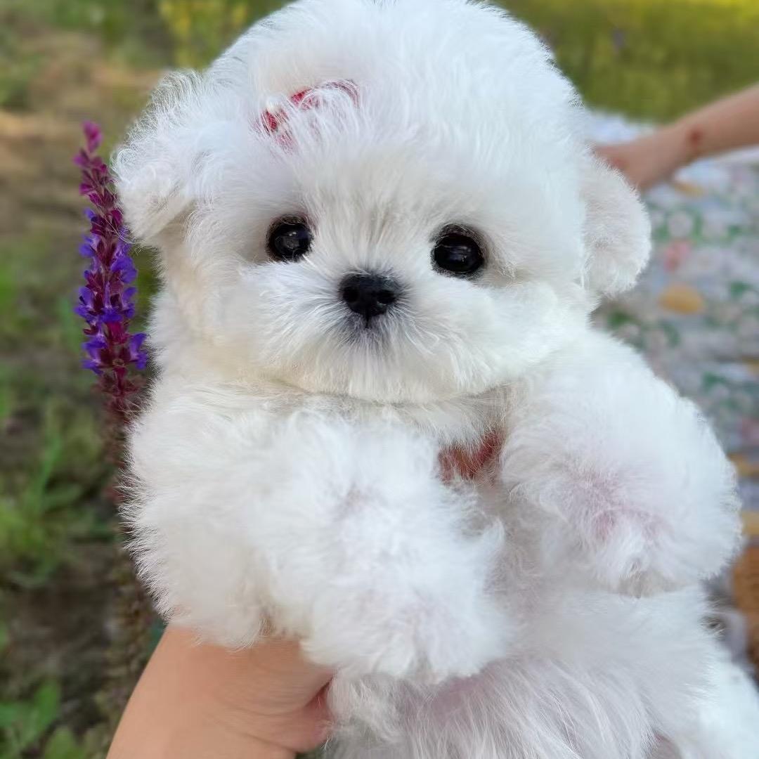 高甜卖萌韩系小比熊