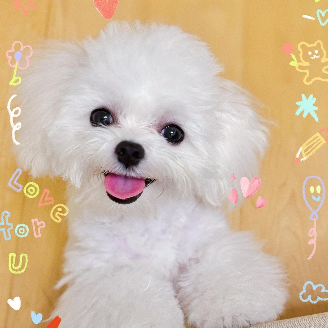 PikaPika🐶
