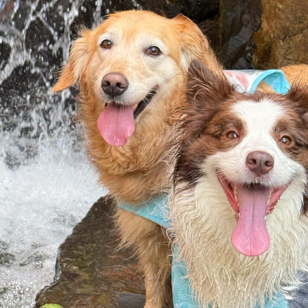 金毛布丁和边牧烊烊