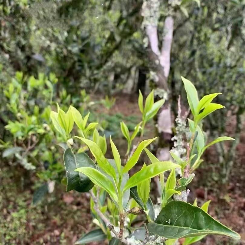 品睿单丛茶