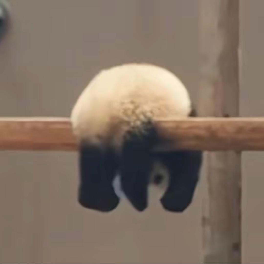 不加糖ⁱⁿᵞ加布丁🍮