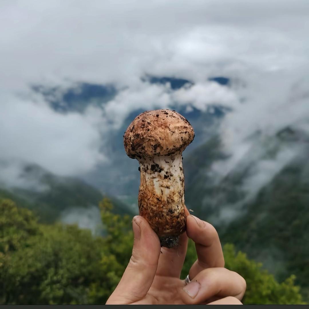 左贡县扎玉镇扎西村股份经济合作社