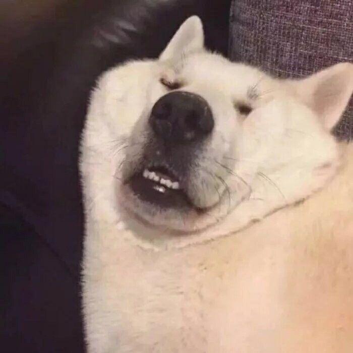 西伯利亚的狼就我尾巴最大