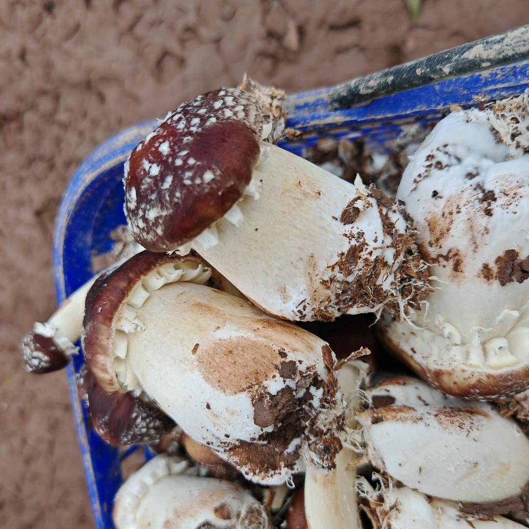 种蘑菇的阿维🎤