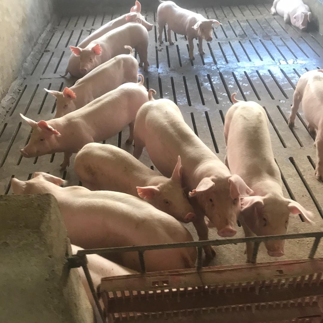 泗水县高峪镇天丰养殖场