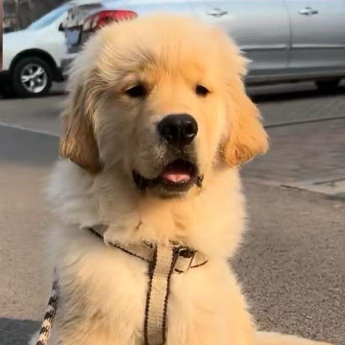 栖宠食光宠物零食工作室