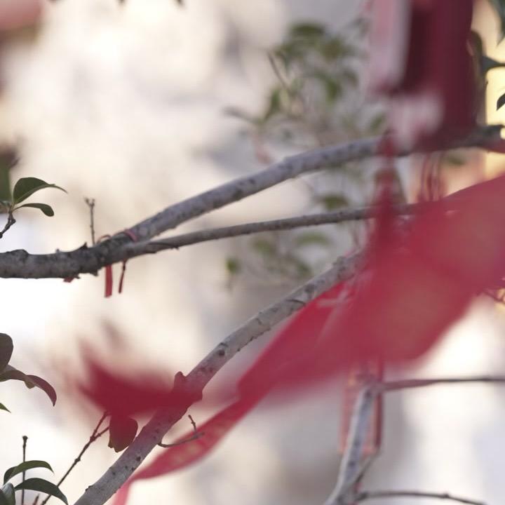 禪悟先生
