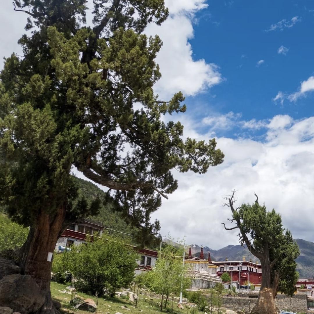 云柏藏籽零售店