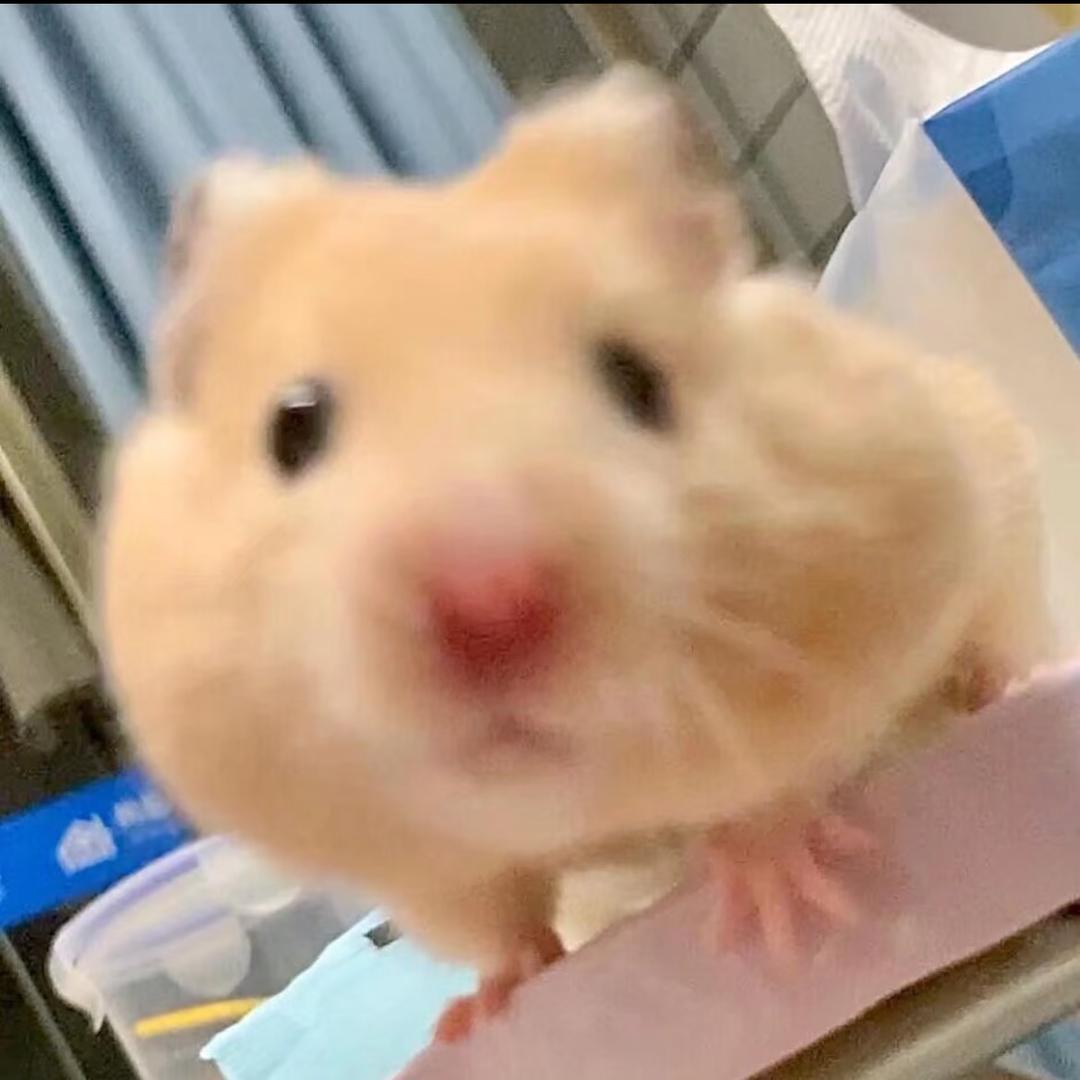 忘了今天吃什么