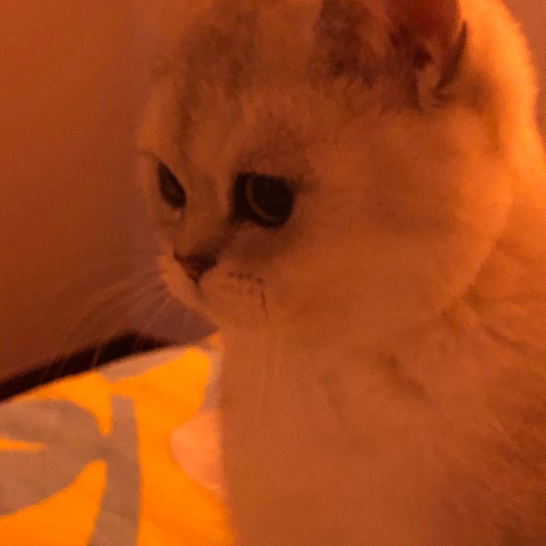 麦兜