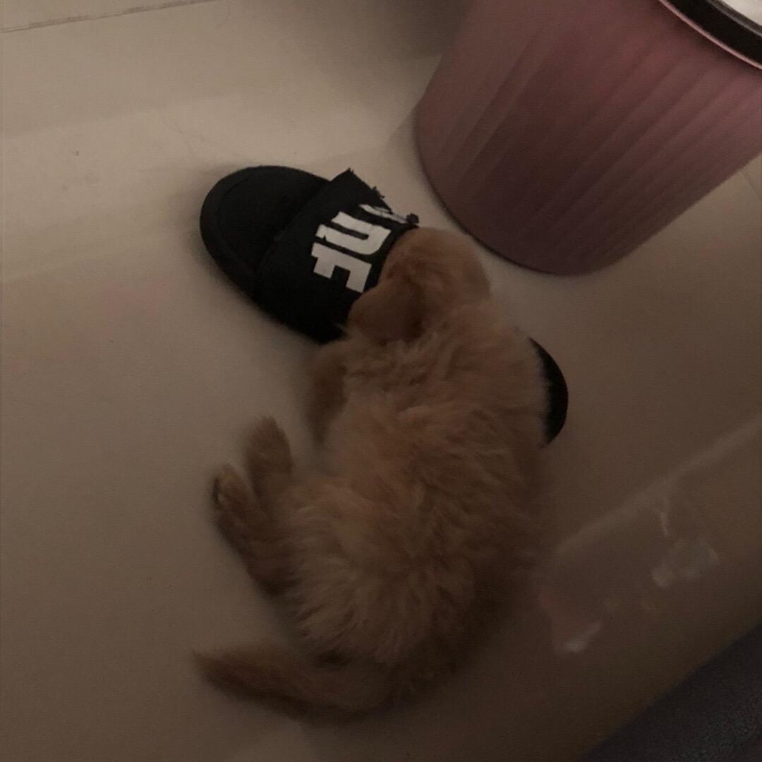 皓齿朱唇