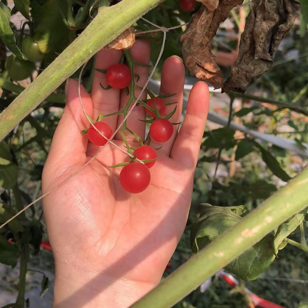 ࿐ཉི༗࿆ 云子༗࿆ཉི࿐