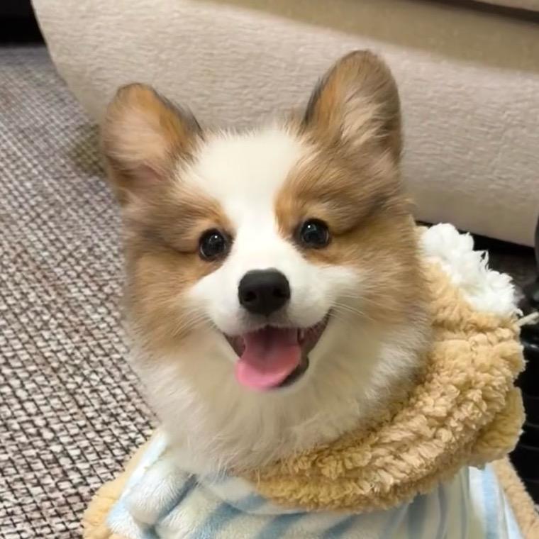 西部萌宠小奶基