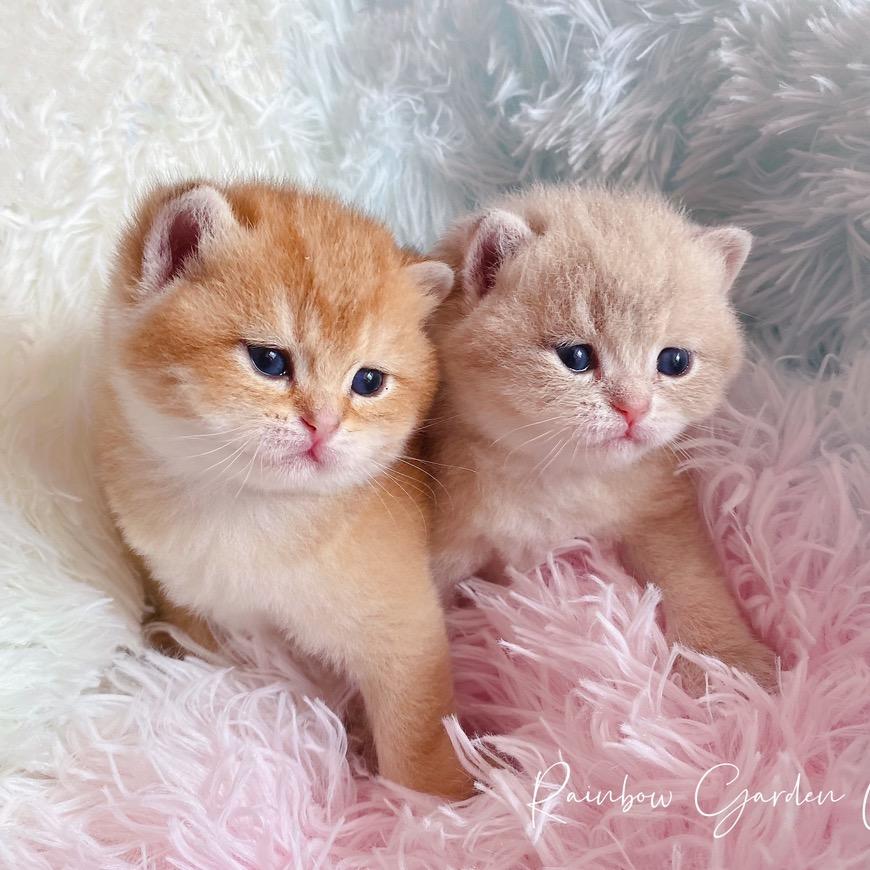 彩虹花园金渐层猫舍