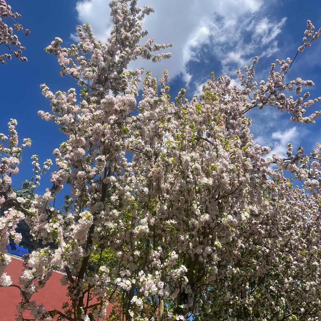 空城旧梦175198816