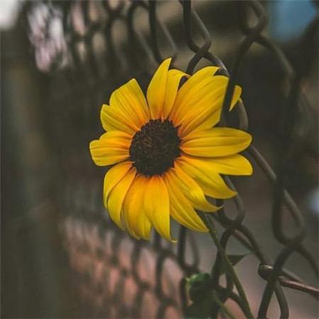 简