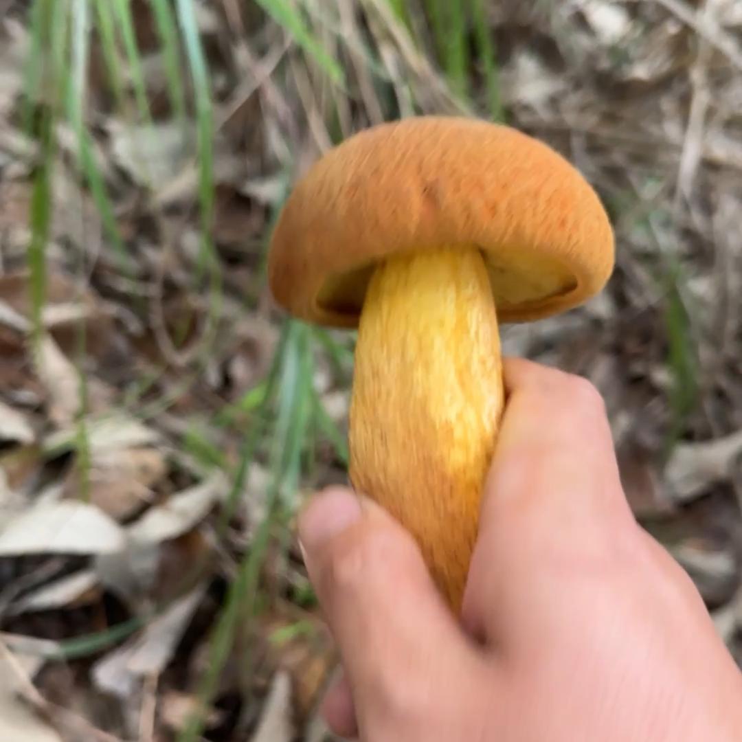 采蘑菇的小捣弹