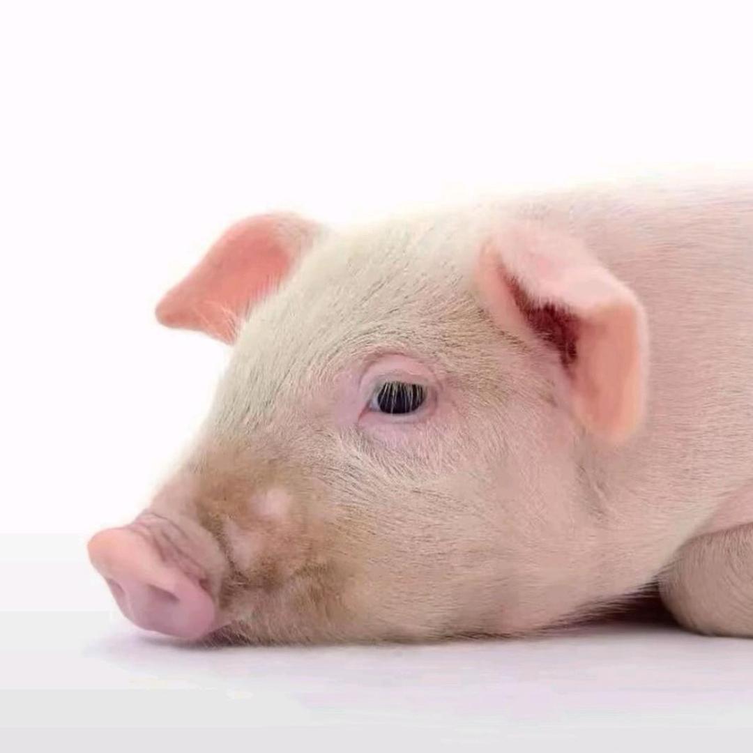 存折少爷（三角洲行动）