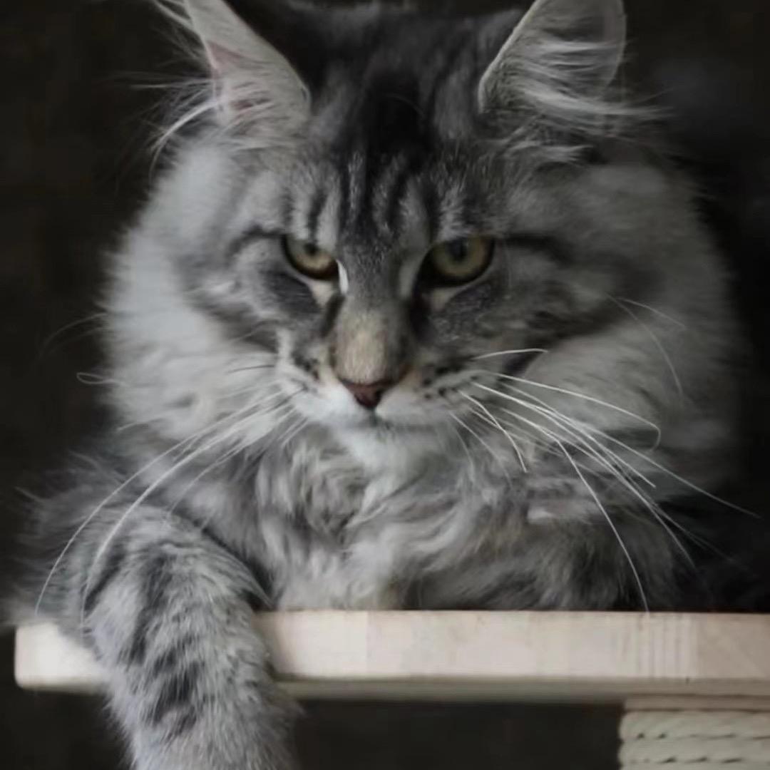 新选择缅因猫舍