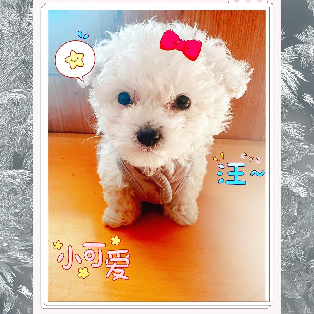 🐶Foxy🐶是只可爱比熊崽