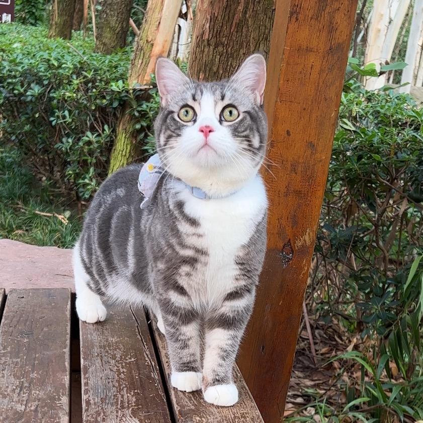 四喜是只猫🐱