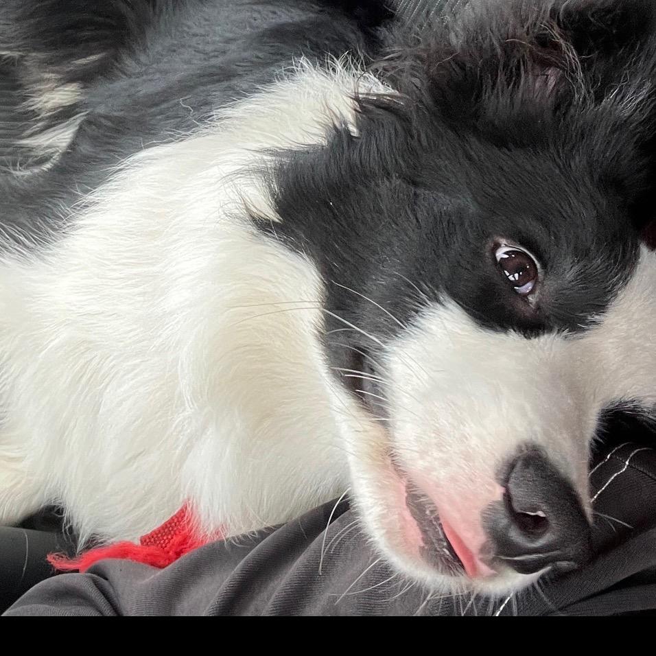 重生之我在武鸣教三轮车和C1C2叉车证