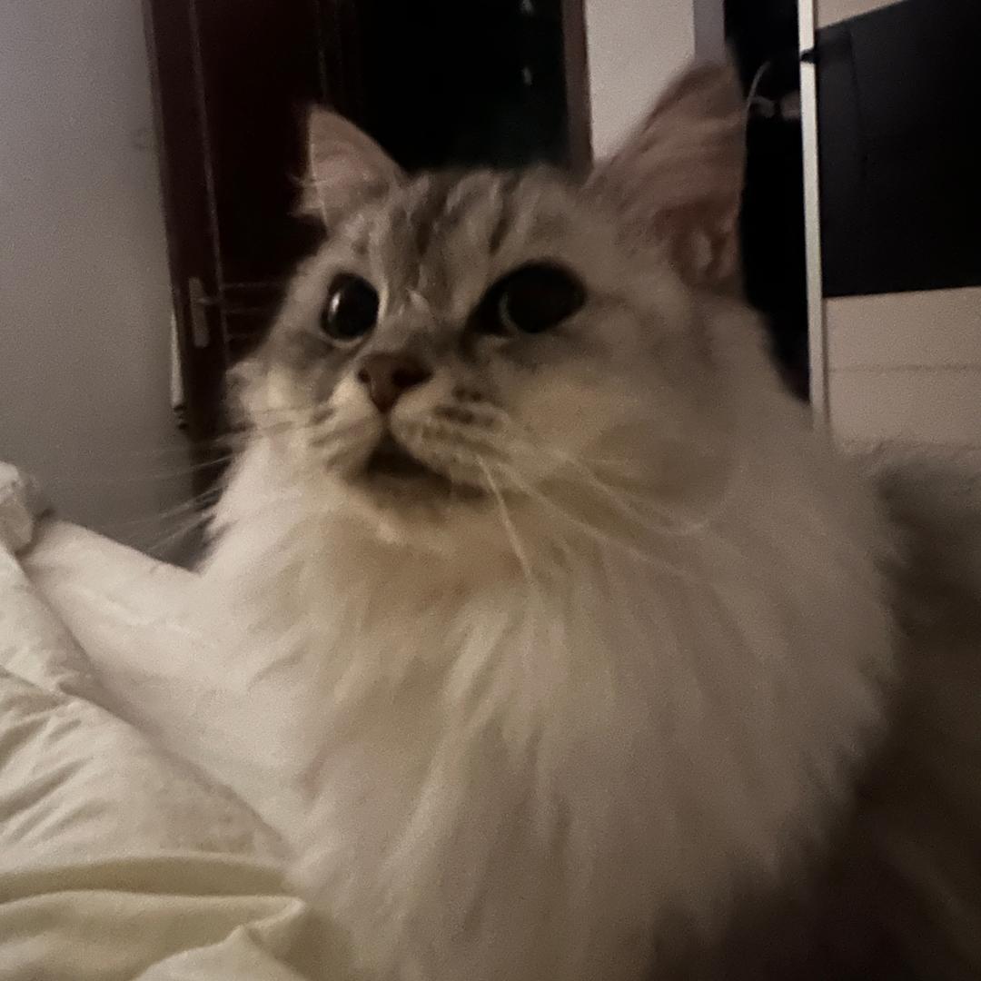 新一大大