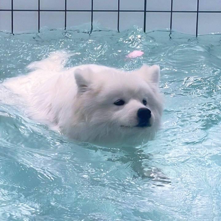 菠萝大泡芙