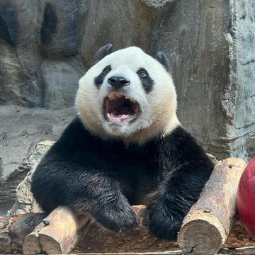 功夫熊猫*🐼