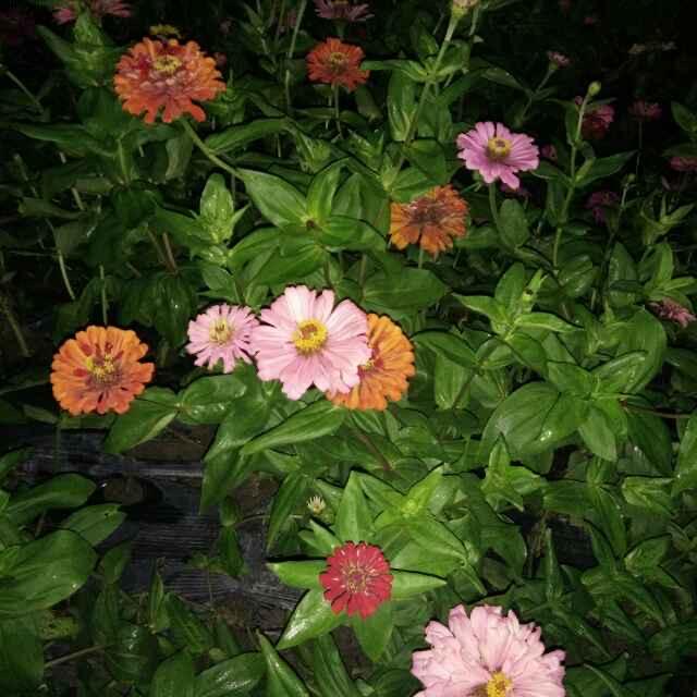 柳林