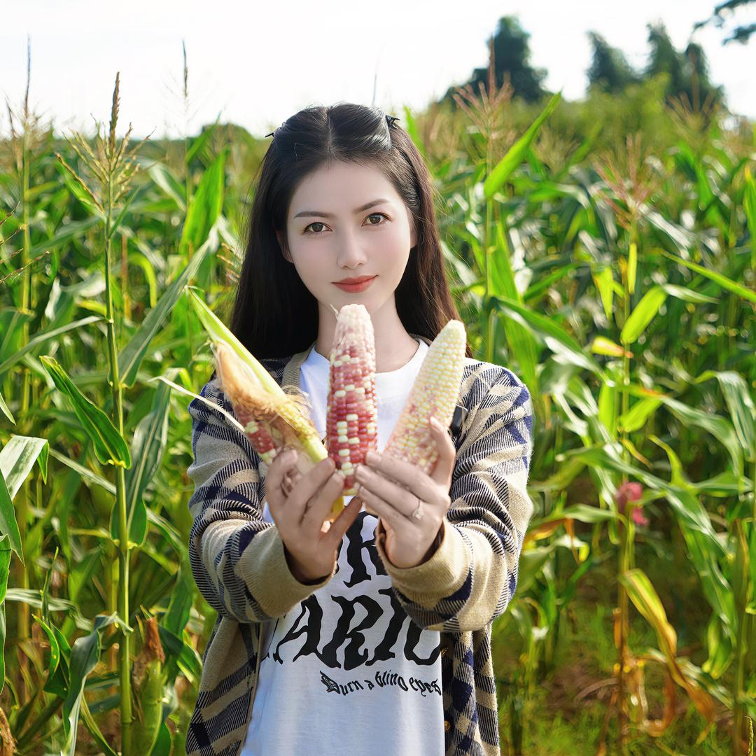 兴边助农-德宏鲜糯玉米